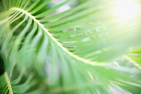 Close up of nature view green palm leaf on blurred greenery background under sunlight with bokeh and...