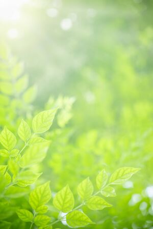 Close up of nature view green Millingtonia hortensis leaf on blurred greenery background under sunlight with bokeh and copy space using as background natural plants landscape, ecology wallpaper concept.の写真素材
