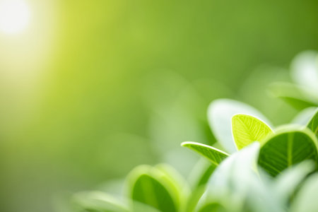 Close up of nature view green leaf on blurred greenery background under sunlight with bokeh and copy...
