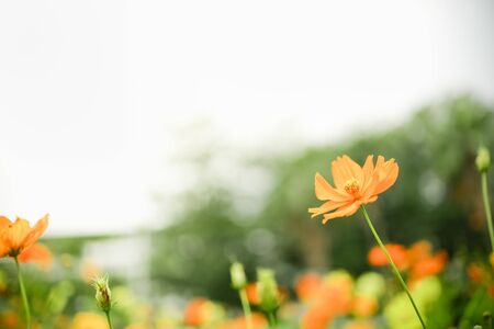 Close up of beautiful orange and yellow cosmos flower with green leaf under sunlight with copy space using as background natural plants landscape, ecology wallpaper concept.の写真素材