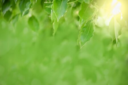 Close up of nature view green leaf on blurred greenery background under sunlight with bokeh and copy space using as background natural plants landscape, ecology wallpaper concept.の写真素材