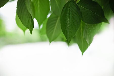 Close up of nature view green leaf on blurred greenery background under sunlight with bokeh and copy space using as background natural plants landscape, ecology wallpaper concept.の写真素材