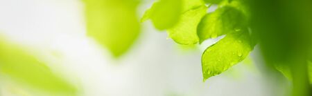 Close up of nature view green leaf with rain drop on blurred greenery background under sunlight with bokeh and copy space using as background natural plants landscape, ecology wallpaper cover concept.の写真素材