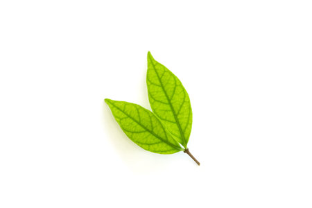 Close up of young nature green leaf isolated on white background using as natural plants landscape,...