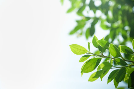 Close up of nature view green leaf on white clear sky background under sunlight and copy space using...