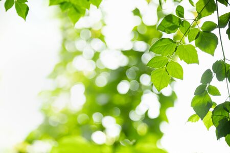 Close up of nature view green leaf on blurred greenery background under sunlight with bokeh and copy space using as background natural plants landscape, ecology wallpaper concept.の写真素材