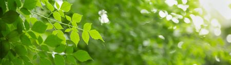 Close up of nature view green leaf on blurred greenery background under sunlight with bokeh and copy space using as background natural plants landscape, ecology cover concept.の写真素材