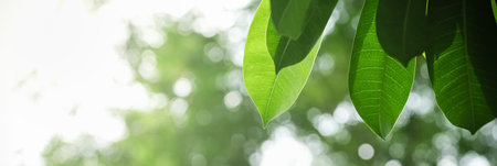 Close up of nature view green leaf on blurred greenery background under sunlight with bokeh and copy...
