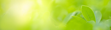 Close up of nature view green leaf on blurred greenery background under sunlight with bokeh and copy...