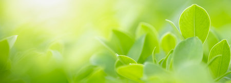 Close up of nature view green leaf on blurred greenery background under sunlight with bokeh and copy...