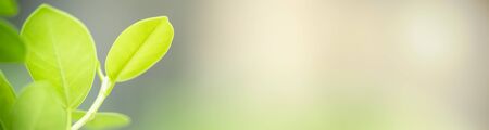 Close up of nature view green leaf on blurred greenery background under sunlight with bokeh and copy space using as background natural plants landscape, ecology cover concept.の写真素材
