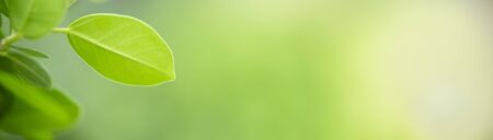 Close up of nature view green leaf on blurred greenery background under sunlight with bokeh and copy space using as background natural plants landscape, ecology cover concept.の写真素材