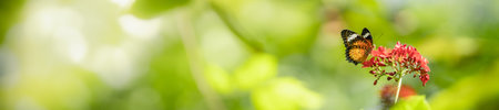 Close up nature view of orange butterfly on green blurred background in garden with copy space using...