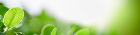 Close up of nature view green leaf on blurred greenery background under sunlight with bokeh and copy space using as background natural plants landscape, ecology cover concept.の写真素材