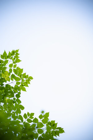 Close up of nature view green leaf on clear blue sky  background under sunlight with copy space...