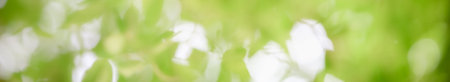 Abstract blurred out of focus and blurred green leaf background under sunlight with bokeh and copy...