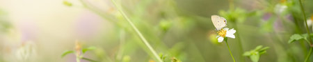Close up nature view of beautiful butterfly on green blurred background in garden with copy space using as background insect, natural landscape, ecology, fresh cover page concept.の写真素材