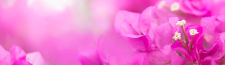 Close up nature beautiful view pink Bougainvillea on blurred greenery background under sunlight with bokeh and copy space using as background natural plants landscape, ecology cover page concept.の写真素材