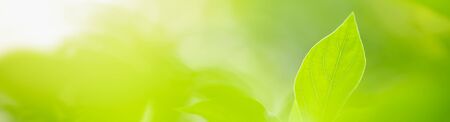 Close up beautiful nature view green leaf on blurred greenery background under sunlight with bokeh and copy space using as background natural plants landscape, ecology cover concept.の写真素材