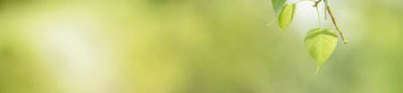 Close up beautiful nature view green leaf on blurred greenery background under sunlight with bokeh...