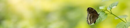 Nature view of beautiful butterfly on green nature blurred background in garden with copy space using as background insect, natural landscape, ecology, fresh cover page concept.の写真素材