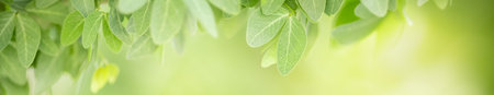 Closeup beautiful nature view of green leaf on blurred greenery background in garden with copy space...