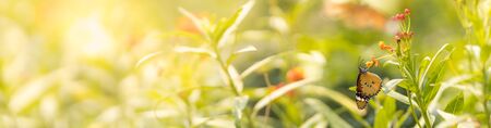 Nature view of beautiful orange butterfly on green nature blurred background in garden with copy space using as background insect, natural landscape, ecology, fresh cover page concept.の写真素材