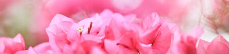 Close up nature beautiful view pink Bougainvillea on blurred greenery background under sunlight with bokeh and copy space using as background natural plants landscape, ecology cover page concept.の写真素材