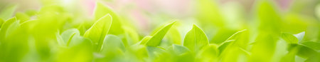 Closeup beautiful nature view of green leaf on blurred greenery background in garden with copy space...