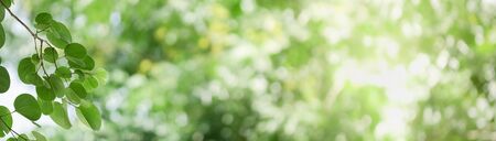 Closeup beautiful attractive nature view of green leaf on blurred greenery background in garden with copy space using as background natural green plants landscape, ecology, fresh cover concept.の写真素材