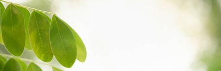 Closeup beautiful attractive nature view of green leaf on blurred greenery background in garden with copy space using as background natural green plants landscape, ecology, fresh cover concept.の写真素材