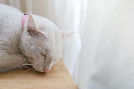 Closeup of white cat sleep on wooden table with curtain and copy spaceの写真素材