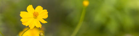 Closeup of nature view yellow Cosmos flower on blurred greenery background under sunlight with bokeh and copy space using as background natural plants landscape, ecology cover page concept.の写真素材