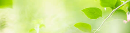 Closeup beautiful attractive nature view of green leaf on blurred greenery background in garden with copy space using as background natural green plants landscape, ecology, fresh cover page concept.の写真素材