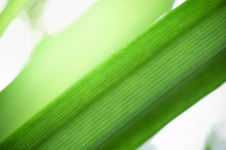 Closeup beautiful attractive nature view of green leaf on blurred greenery background in garden with copy space using as background natural green plants landscape, ecology, fresh wallpaper concept.の写真素材