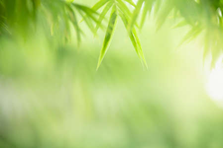 Closeup beautiful nature view of green bamboo leaf on blurred greenery background in garden with copy space using as background natural green plants landscape, ecology, fresh cover page concept.の写真素材