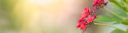 Closeup nature view colorful red flower on blurred greenery background under sunlight with bokeh and copy space using as background natural plants, ecology cover page concept.の写真素材