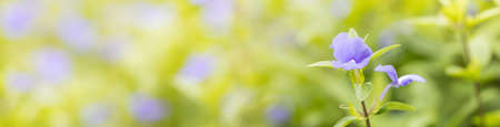 Closeup of nature view purple flower on blurred greenery background under sunlight with bokeh and copy space using as background natural plants landscape, ecology cover page concept.の写真素材