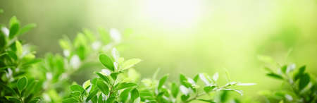 Closeup beautiful attractive nature view of green leaf on blurred greenery background in garden with copy space using as background natural green plants landscape, ecology, fresh cover page concept.の写真素材