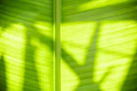 Closeup beautiful texture green banana leaf on sunlight and shadow greenery background in garden...