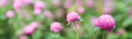 Closeup of pink flower on blurred greenery background under sunlight with copy space using as background cover page concept.の写真素材