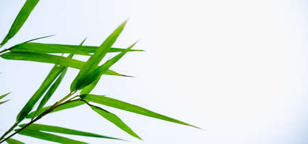 Closeup of green leaf on blurred greenery background in garden with bokeh and copy space using as background cover page concept.の写真素材