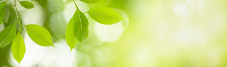 Closeup nature view of green leaf on blurred greenery background in garden with copy space using as background natural plants cover page concept.の写真素材