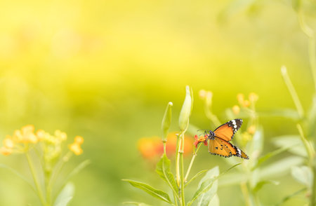 Nature view of beautiful orange butterfly on green nature blurred background in garden with copy...