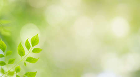 Closeup of green nature leaf on blurred greenery background in garden with bokeh and copy space using as background cover page concept.の写真素材