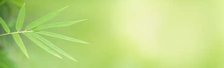 Closeup of green bamboo nature leaf on blurred greenery background in garden with bokeh and copy space using as background cover page concept.の写真素材