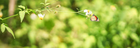 Nature view of beautiful orange butterfly on green nature blurred background in garden with copy space using as background insect, natural landscape, ecology, fresh cover page concept.の写真素材