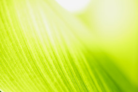 Closeup of nature view of green leaf on blurred greenery background with copy space using as...