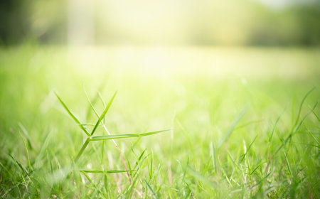 Closeup beautiful attractive nature view of green grass leaf on blurred greenery background in garden with copy space using as background natural green plants landscape, ecology, fresh wallpaper concept.の写真素材