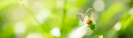 Nature view of beautiful small butterfly mating on green nature blurred background in garden with copy space using as background insect, natural landscape, ecology, fresh cover page concept.の写真素材